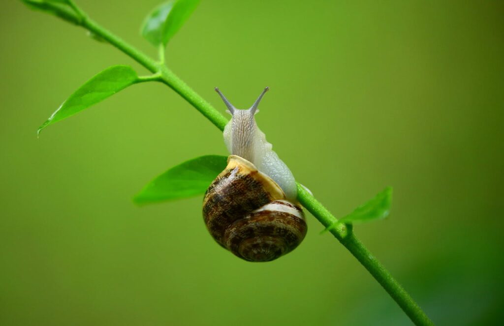 Hoe jij slakken op een natuurlijke manier uit je tuin houdt