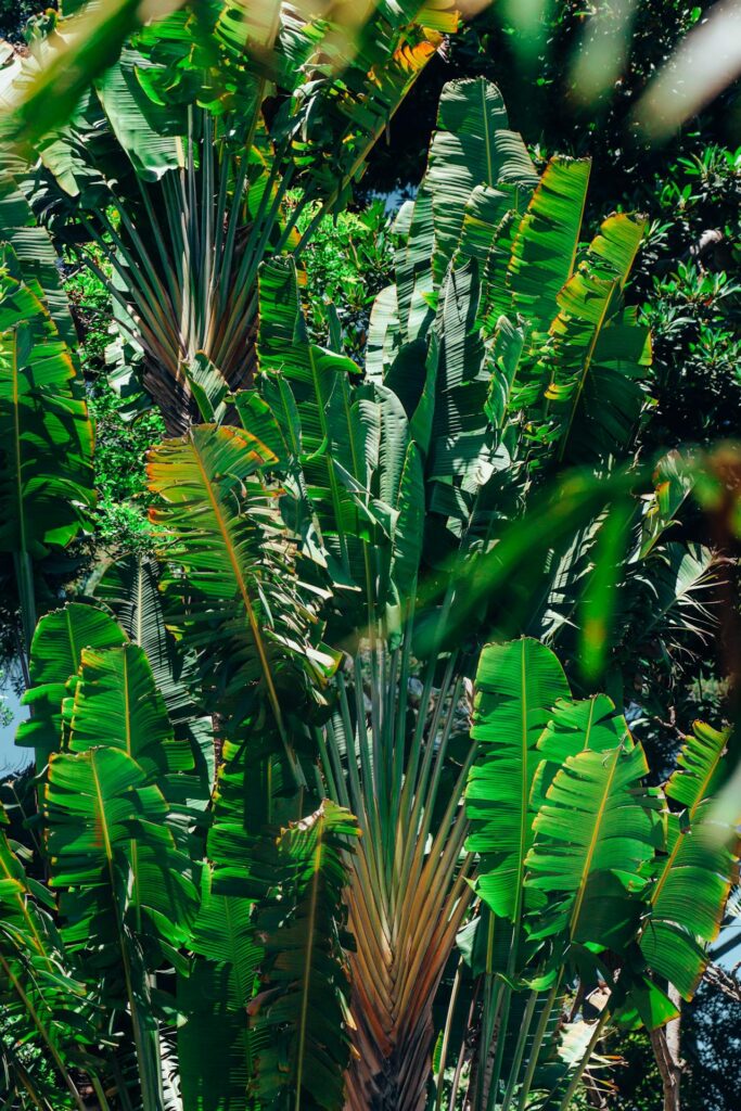 Hoe jij succesvol een Madagascar jewel kunt stekken